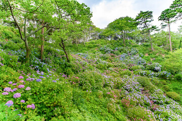 静岡県下田市下田公園のあじさい