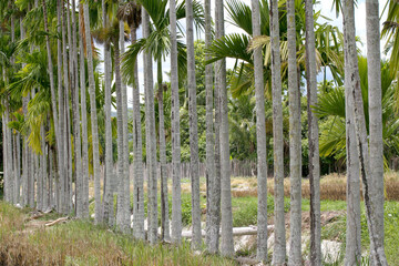 Thailand Areca nut palm bearing areca nuts