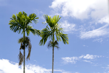 Thailand Areca nut palm bearing areca nuts