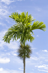 Thailand Areca nut palm bearing areca nuts