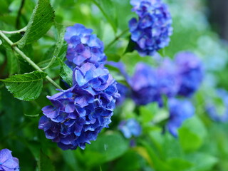 雨の日の紫陽花（服部農園あじさい屋敷）