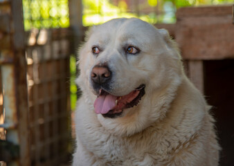 Portrait of a Central Asian shepherd dog, Alabai, inside the enclosure.