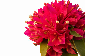 Pink bougainvillea flowering in spring on white background