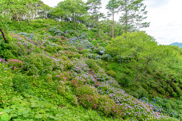 静岡県下田市下田公園のあじさい