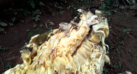 open jack fruit 1