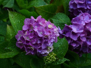 Obraz premium 雨の日の紫陽花（服部農園あじさい屋敷）