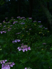 雨の日の紫陽花（服部農園あじさい屋敷）