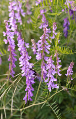 field flowers, wild flowers, lavender, flower, purple, plant, nature, flowers, field, garden, herb, summer, green, blossom, floral, bloom, flora, aroma, spring, violet, closeup, blooming, natural, blu