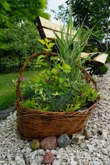 Wiklinowy kosz z roślinami obok ławki © Anna