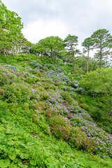 静岡県下田市下田公園のあじさい