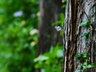 木に止まる蝶