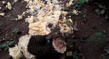 jack fruit 3