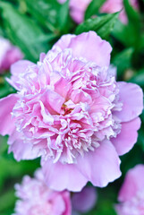 peony flower, flower, pink, nature, peony, blossom, plant, isolated, beauty, bloom, flowers, garden, flora, petal, carnation, floral, white, red, rose, spring, beautiful, summer, green, leaf, bouquet,