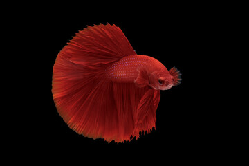 Super red halfmoon betta, Siamese fighting fish. Betta fish, betta splendens isolated on black background.