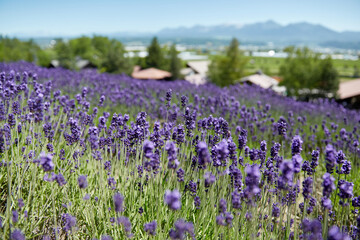 Fototapeta na wymiar Lavender field shining with violet in June, Furano, Hokkaido, japan