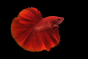 Super red halfmoon betta, Siamese fighting fish. Betta fish, betta splendens isolated on black background.