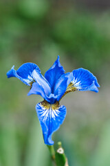 blue iris flower, flower, blue, nature, spring, iris, plant, summer, flora, green, bloom, garden, blossom, purple, flowers, beautiful, macro, meadow, beauty, closeup, petal, grass, floral, wild, viole