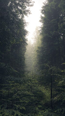 A path into the spring morning forest