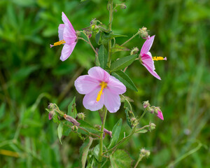Pink Mallow growing in a Louisiana swamp.