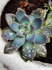 water drops on rock rose