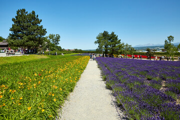 Lavender field shining with violet in June, Furano, Hokkaido, japan