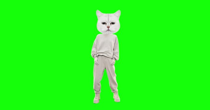 Stop motion funny character Cat with different emotions on chroma key background. Kitty power. Ideal for advertising and presentations