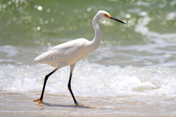 Snowy Egret at the beach