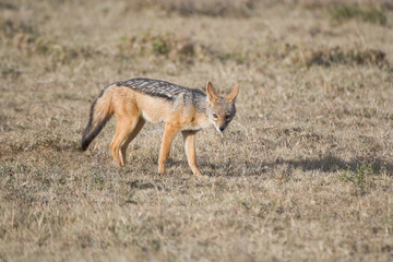 Black-blacked Jackal in the Maasai Mara, Kenya