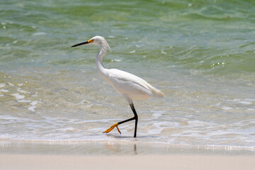 Snowy Egret at the beach