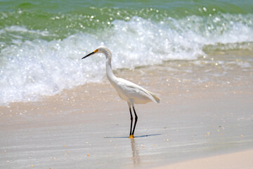 Snowy Egret at the beach