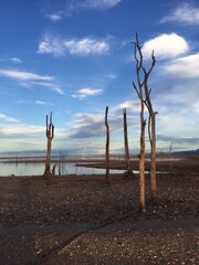 dead tree on Kariba dam