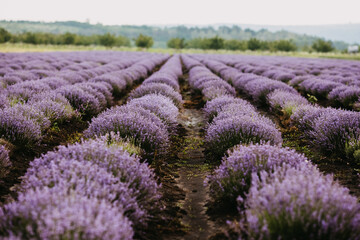 Fototapeta na wymiar Rows of lavender in bloom in a field.