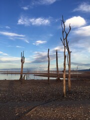 dead tree on Kariba