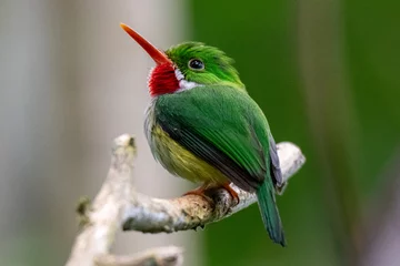 Tuinposter A Puerto Rican tody photographed at El Yunque National Forest PR © Perry