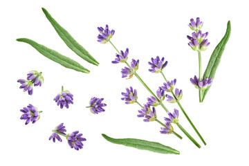 Lavender flower without shadow isolated on white background   