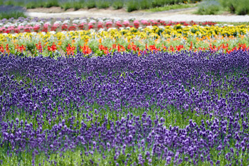 Fototapeta premium Lavender field shining with violet in June, Furano, Hokkaido, japan