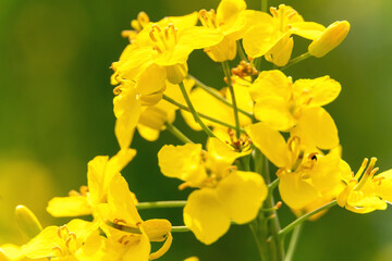 Close up of rapeseed or rapeseed flowers used for alternative energy against a blurry green background