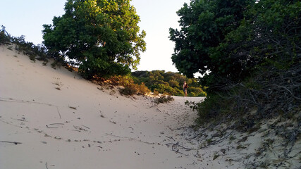 dune and trees