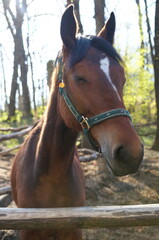 a beautiful chestnut horse with a white spot