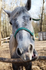 grey horse with a funny expression on its face