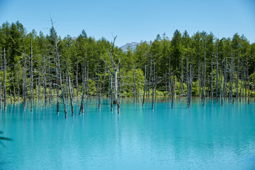 Fototapeta na wymiar Blue Pond (青い池, Aoi-ike) in June, Biei, Hokkaido, japan