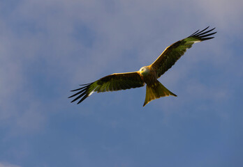 Obraz premium red kites flying with a blue sky background