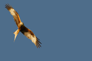 red kites flying with a blue sky background