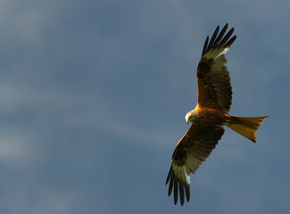red kites flying with a blue sky background