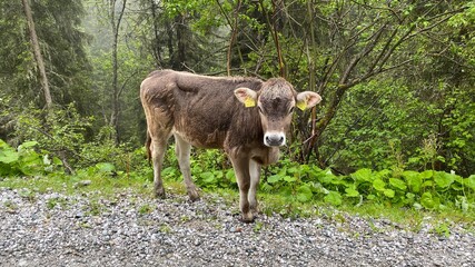 Junge Kuh in den Bergen