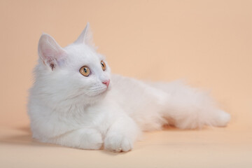 White cat with different eyes lying on a chair