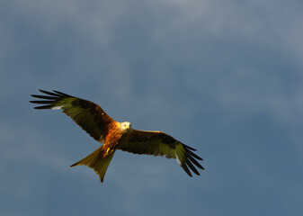 red kites flying with a blue sky background