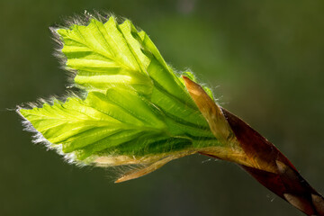 fine beech buds with small hairs on the freshly unfolding leaves in the backlight of the early...