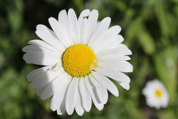 Fototapeta premium white daisy flower