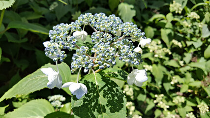 한국 제주도 한라산에서 자생하는 야생 수국꽃